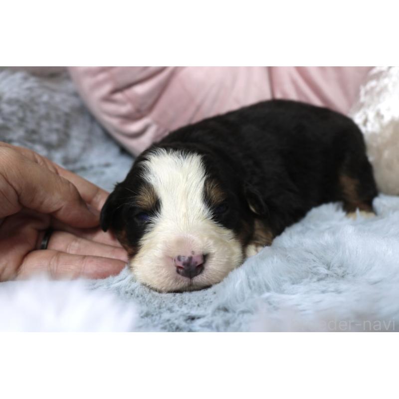販売中の奈良県のバーニーズマウンテンドッグ-450974の3枚目