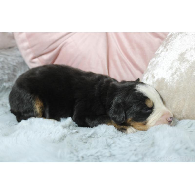 販売中の奈良県のバーニーズマウンテンドッグ-450974の2枚目