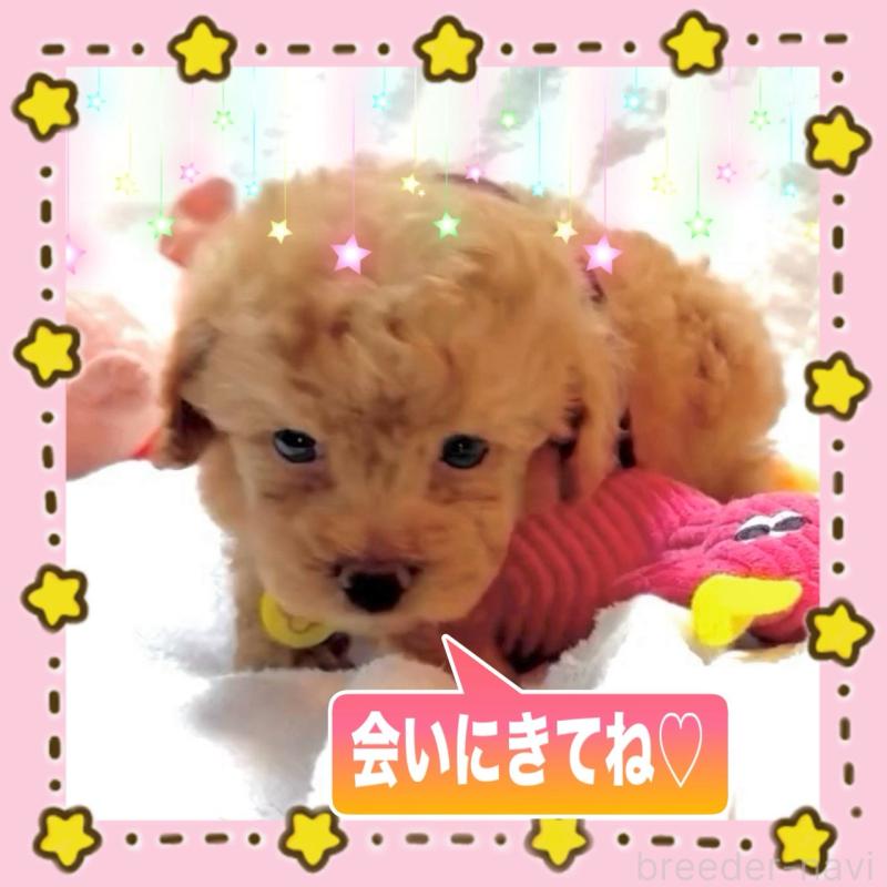 販売中の大阪府のタイニープードル-450977の13枚目