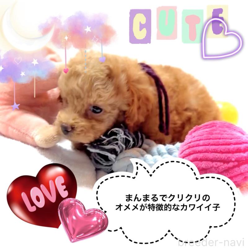 販売中の大阪府のタイニープードル-450977の12枚目