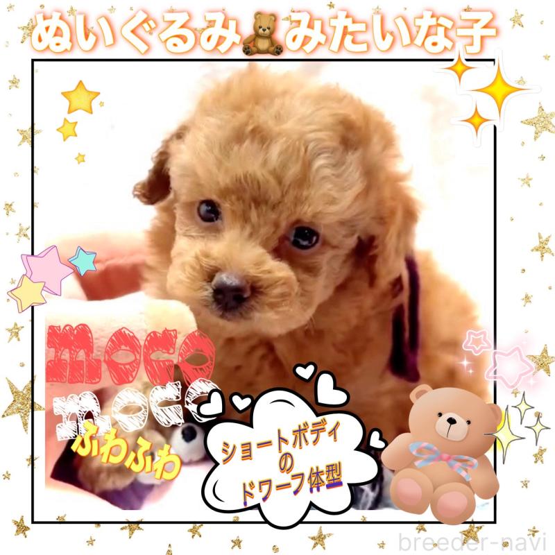 販売中の大阪府のタイニープードル-450977の11枚目