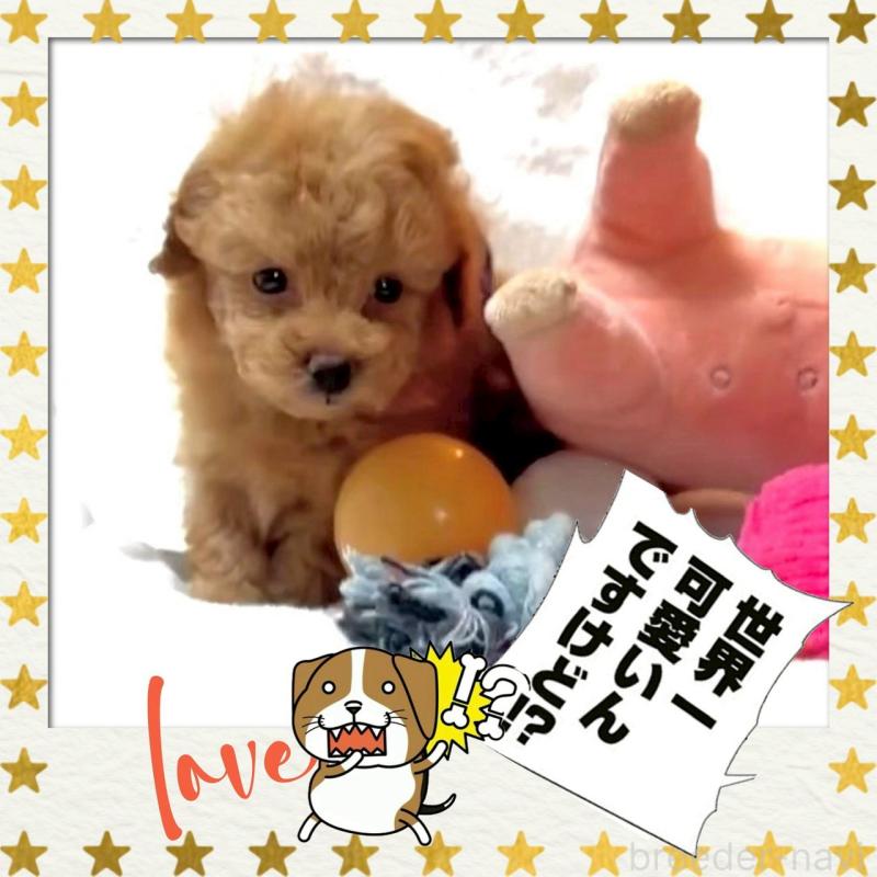 販売中の大阪府のタイニープードル-450977の9枚目