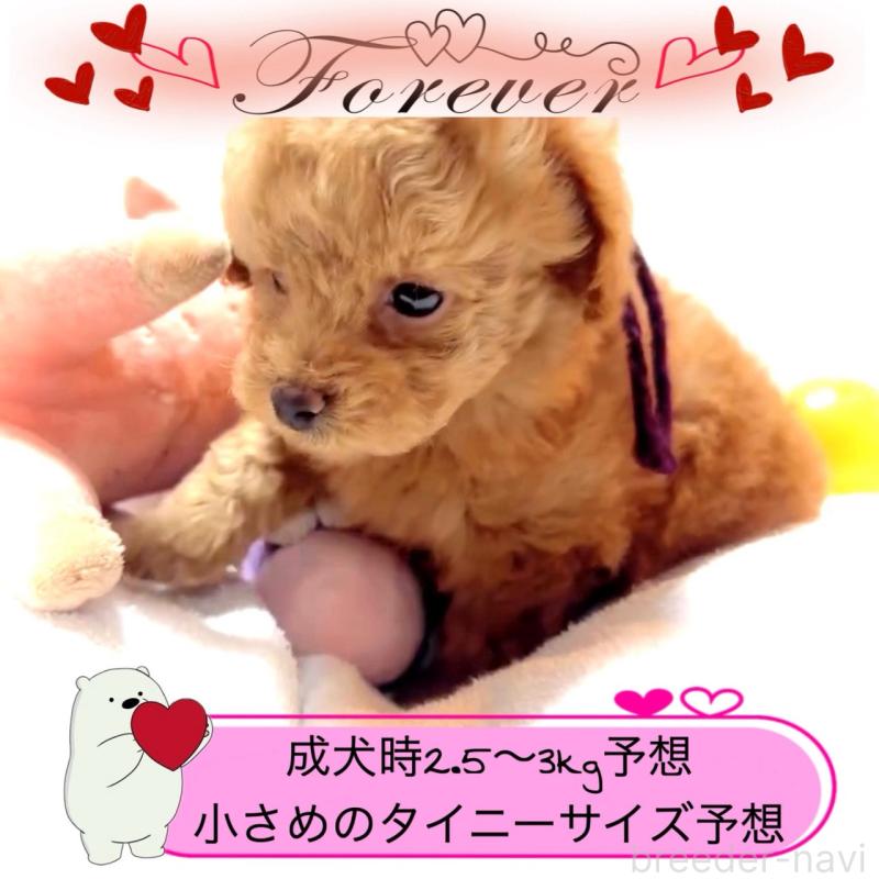 販売中の大阪府のタイニープードル-450977の8枚目