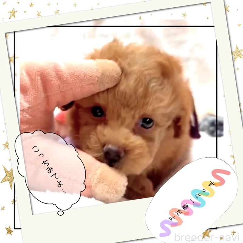 販売中の大阪府のタイニープードル-450977の7枚目