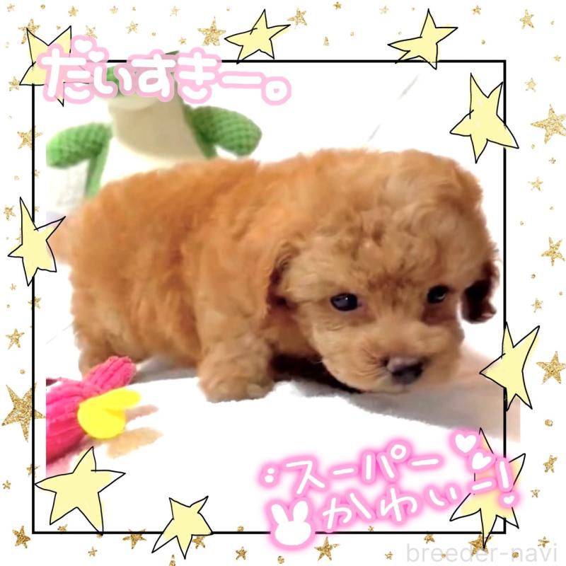 販売中の大阪府のタイニープードル-450977の4枚目