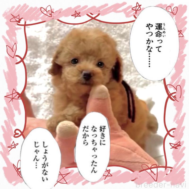 販売中の大阪府のタイニープードル-450977の5枚目