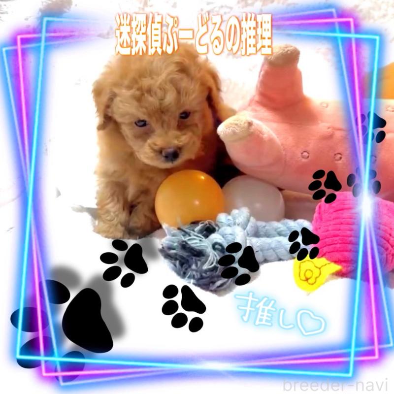 販売中の大阪府のタイニープードル-450977の2枚目