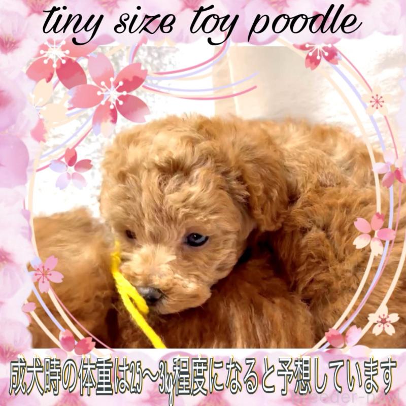 販売中の大阪府のタイニープードル-450980の15枚目
