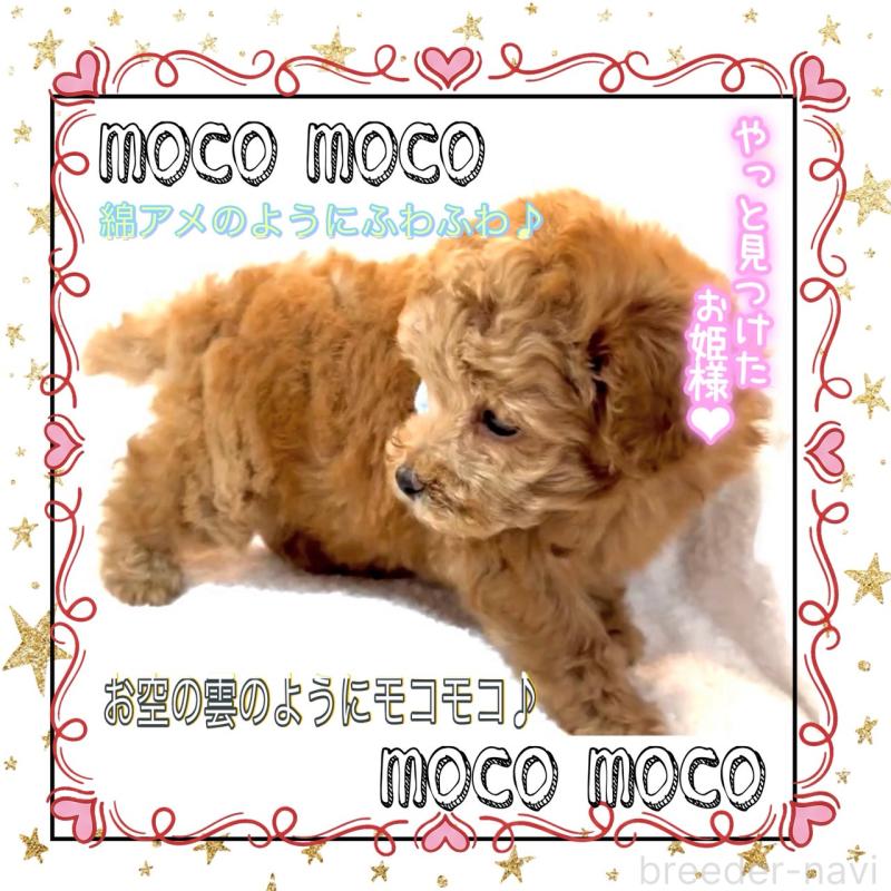 販売中の大阪府のタイニープードル-450980の14枚目