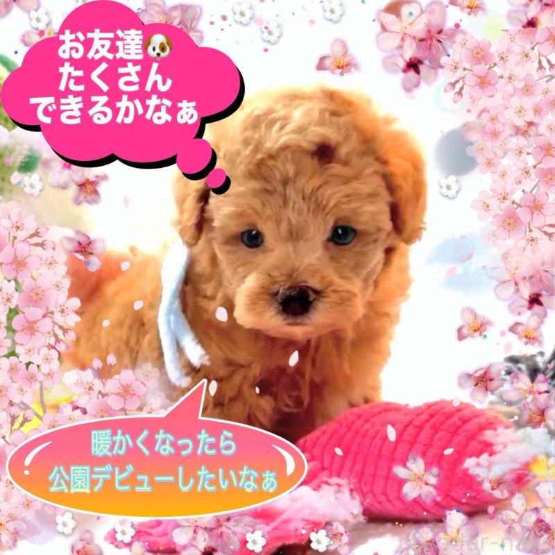 販売中の大阪府のタイニープードル-450980の13枚目