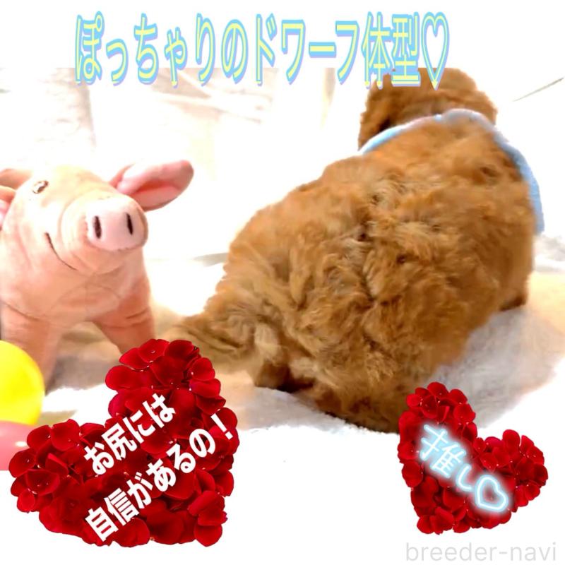 販売中の大阪府のタイニープードル-450980の10枚目