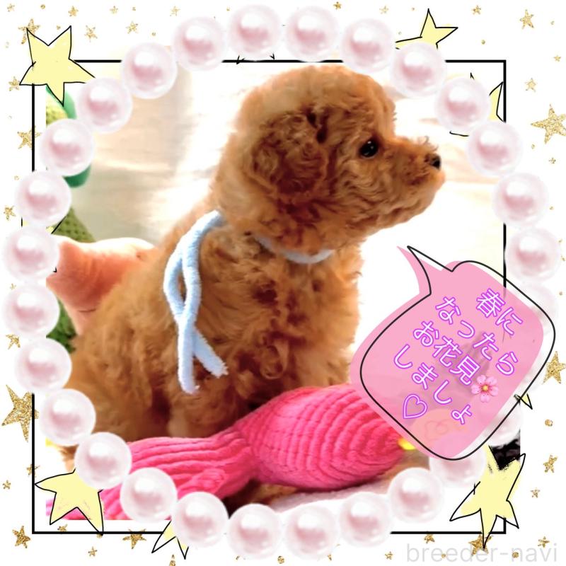 販売中の大阪府のタイニープードル-450980の9枚目