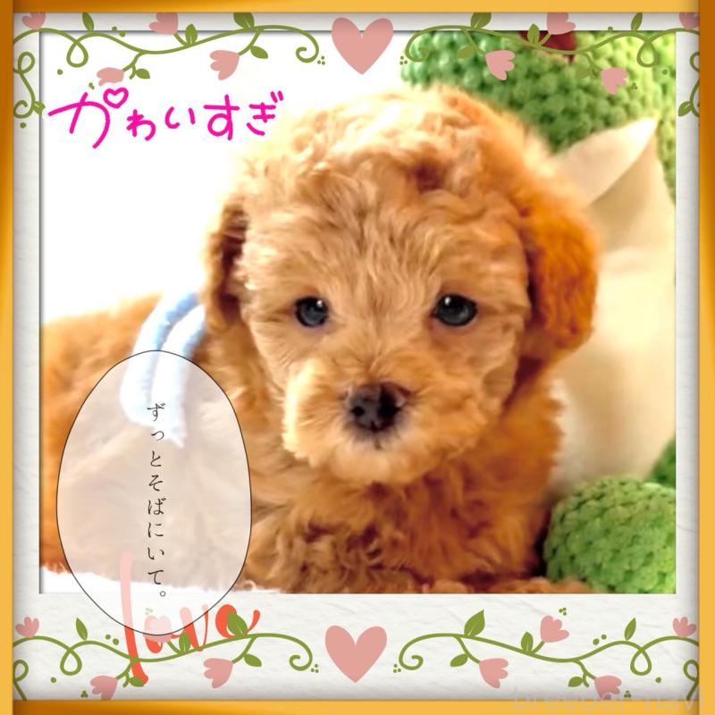 販売中の大阪府のタイニープードル-450980の8枚目