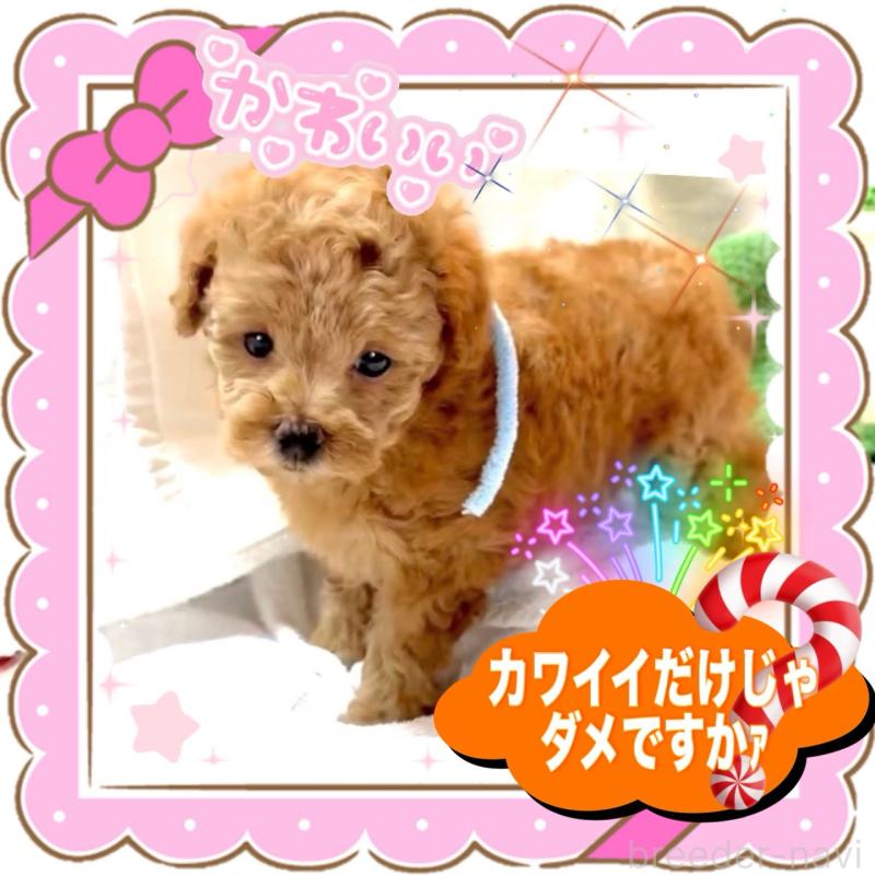 販売中の大阪府のタイニープードル-450980の7枚目