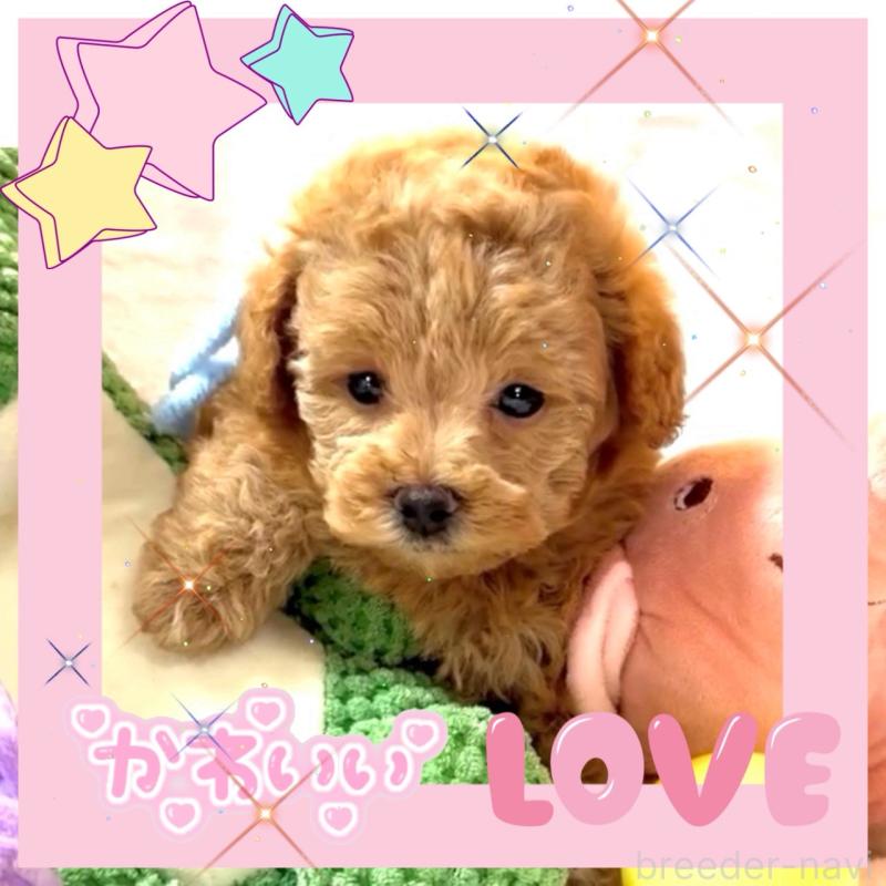 販売中の大阪府のタイニープードル-450980の6枚目