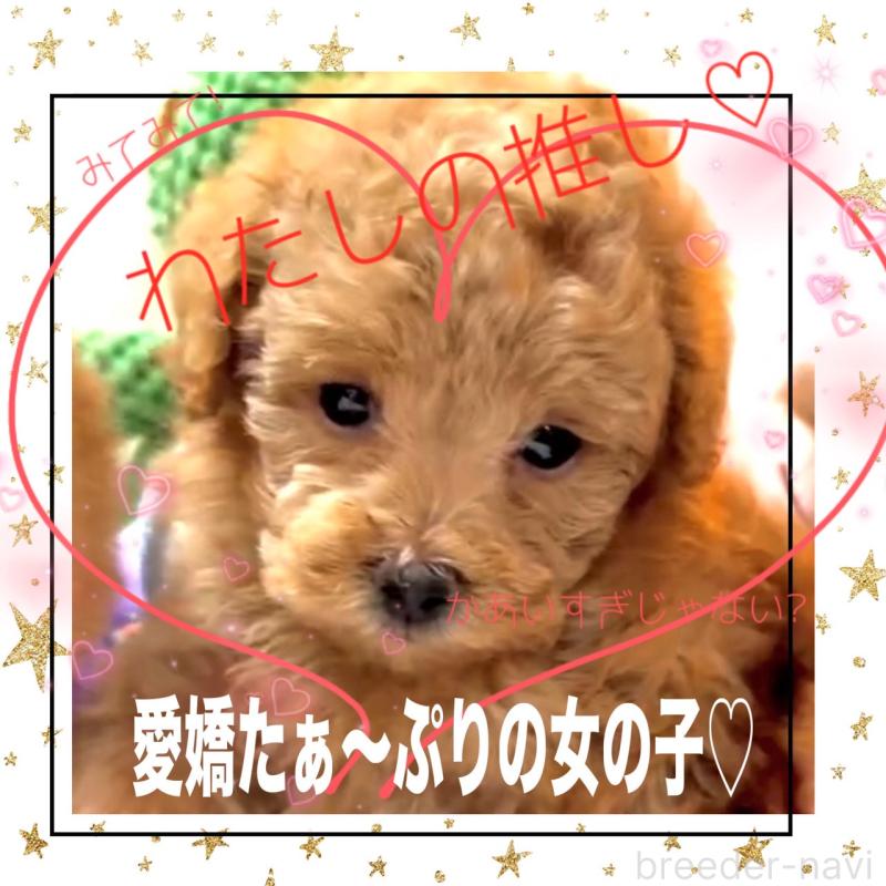 販売中の大阪府のタイニープードル-450980の5枚目