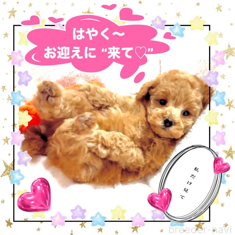 販売中の大阪府のタイニープードル-450980の4枚目