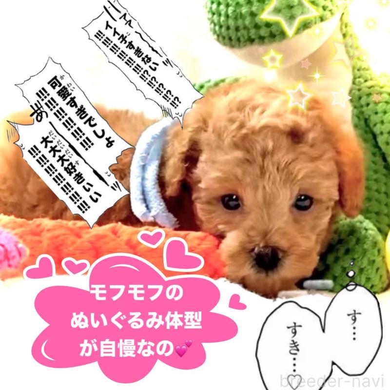 販売中の大阪府のタイニープードル-450980の3枚目