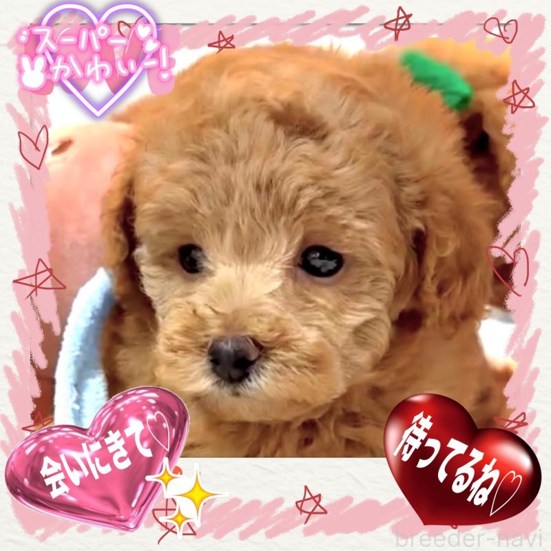 販売中の大阪府のタイニープードル-450980