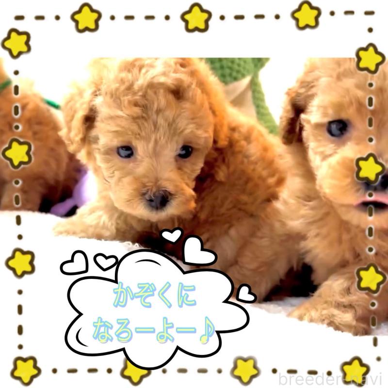 販売中の大阪府のタイニープードル-450980の2枚目