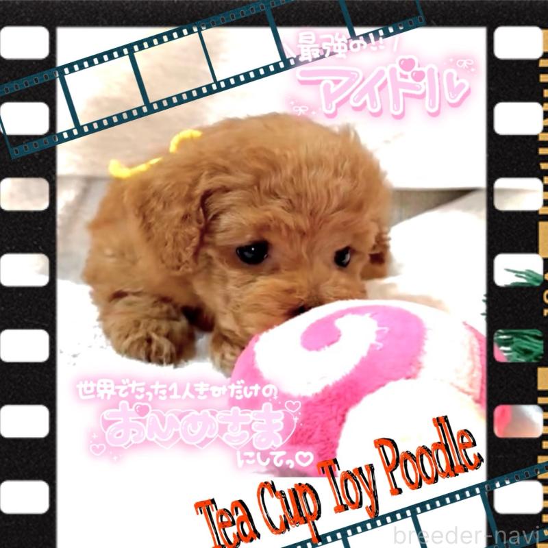 販売中の大阪府のティーカッププードル-450981の15枚目