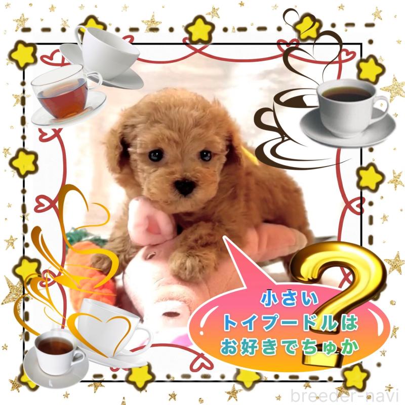 販売中の大阪府のティーカッププードル-450981の13枚目