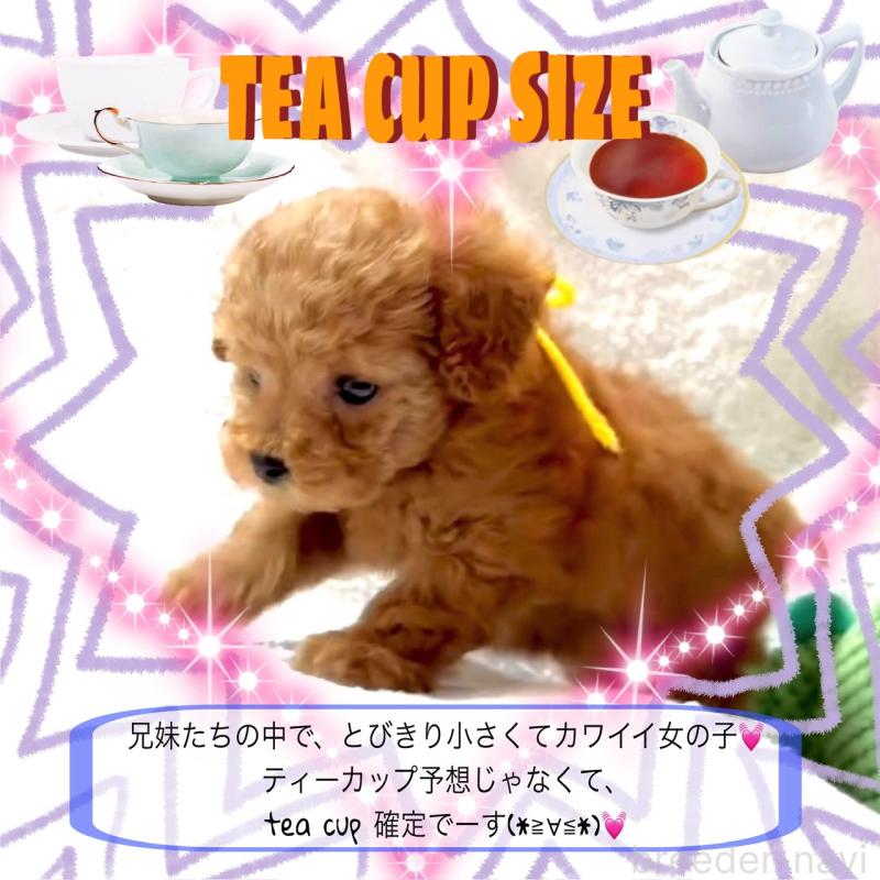 販売中の大阪府のティーカッププードル-450981の14枚目