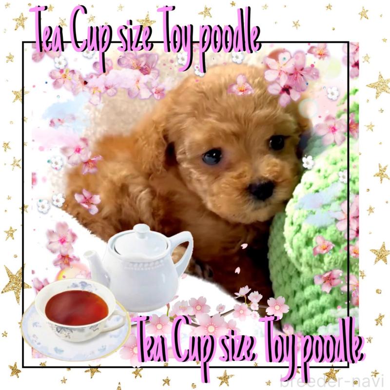 販売中の大阪府のティーカッププードル-450981の12枚目