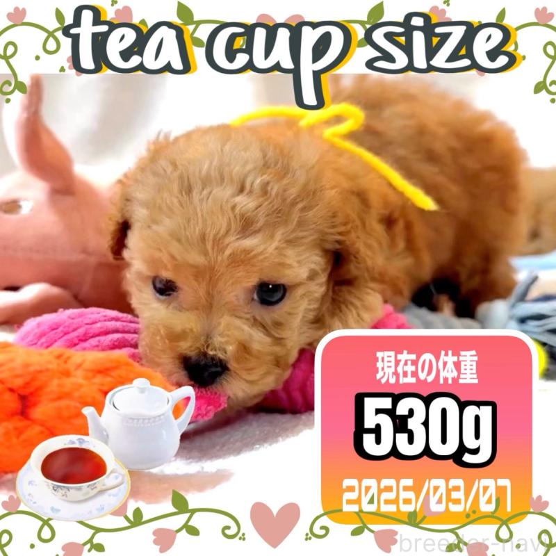 販売中の大阪府のティーカッププードル-450981の11枚目