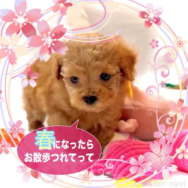 販売中の大阪府のティーカッププードル-450981の9枚目