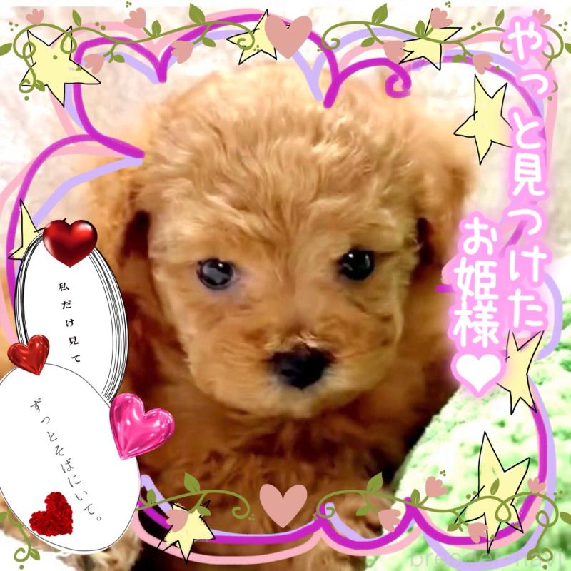 販売中の大阪府のティーカッププードル-450981の8枚目