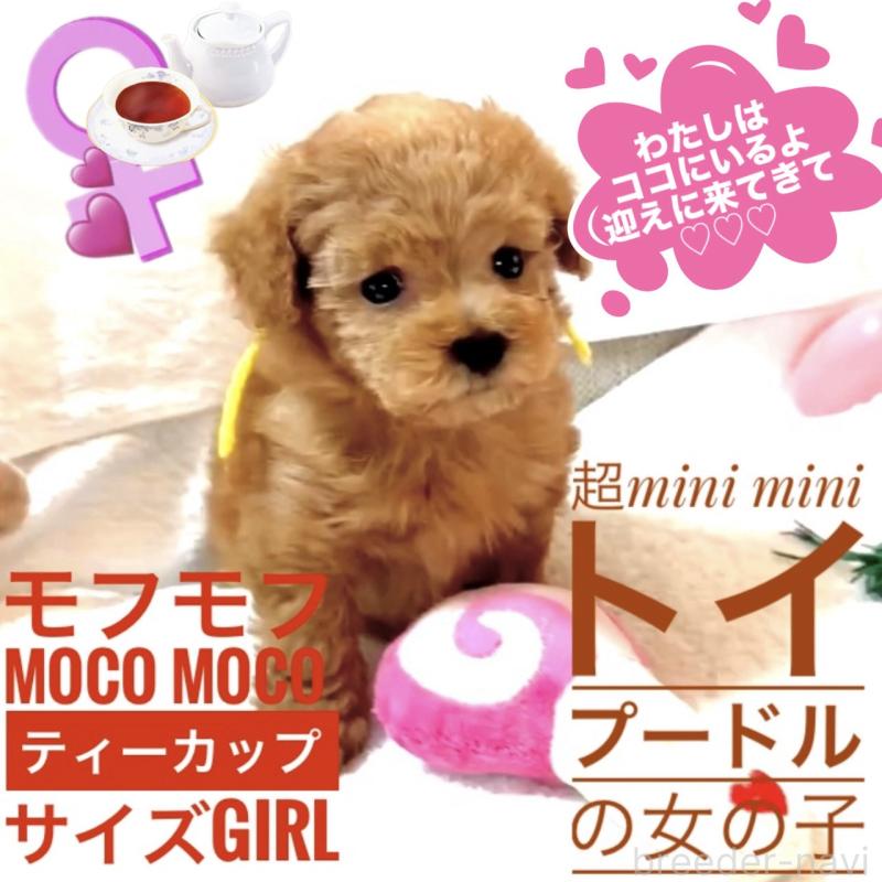 販売中の大阪府のティーカッププードル-450981の5枚目