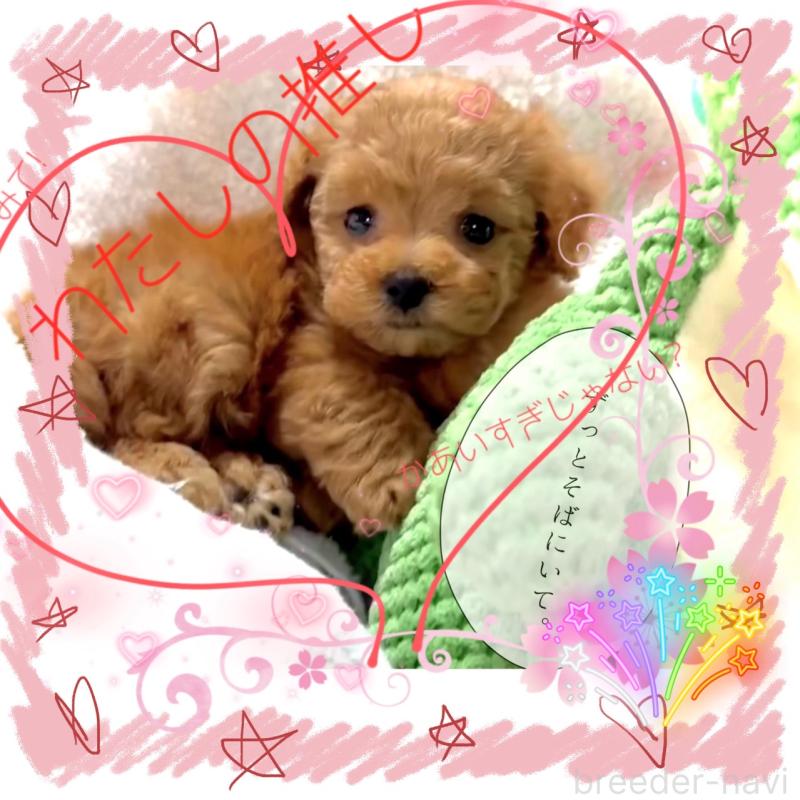 販売中の大阪府のティーカッププードル-450981の3枚目