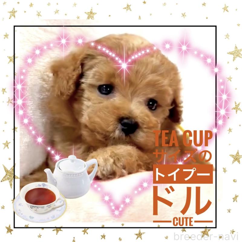 販売中の大阪府のティーカッププードル-450981の2枚目