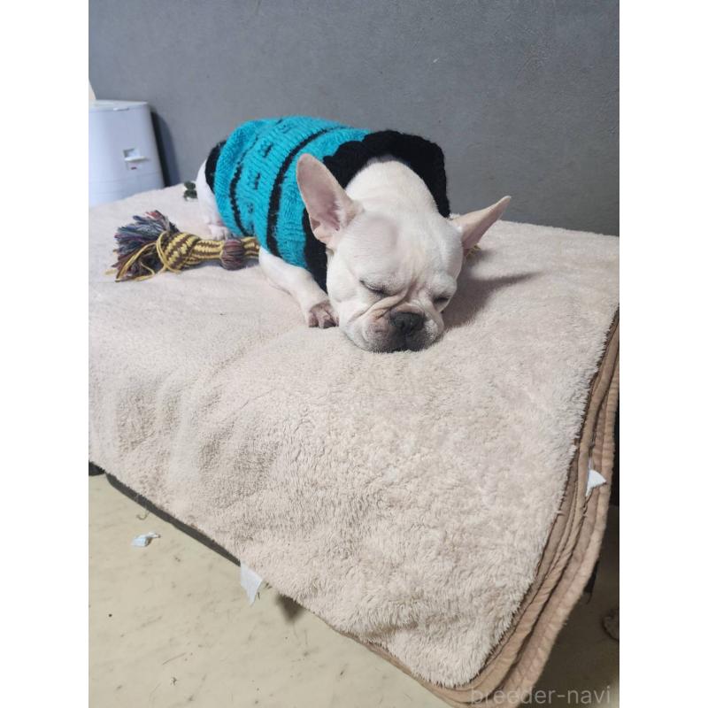 ミルクちゃん1枚目