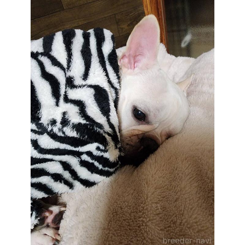 ミルクちゃん1枚目