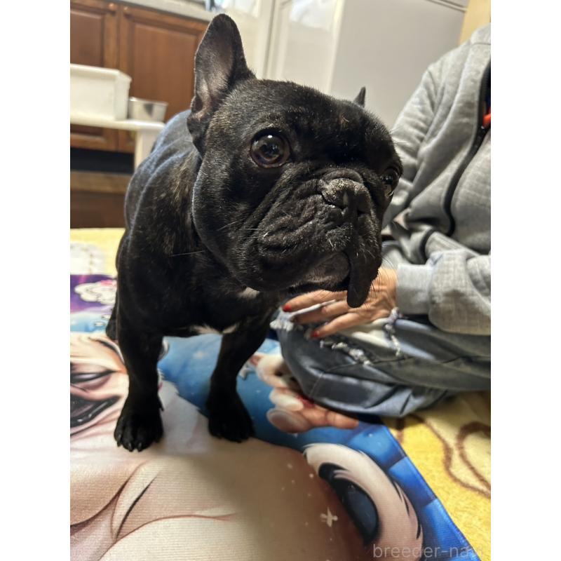 亀（他犬舎様ご愛犬）くん1枚目