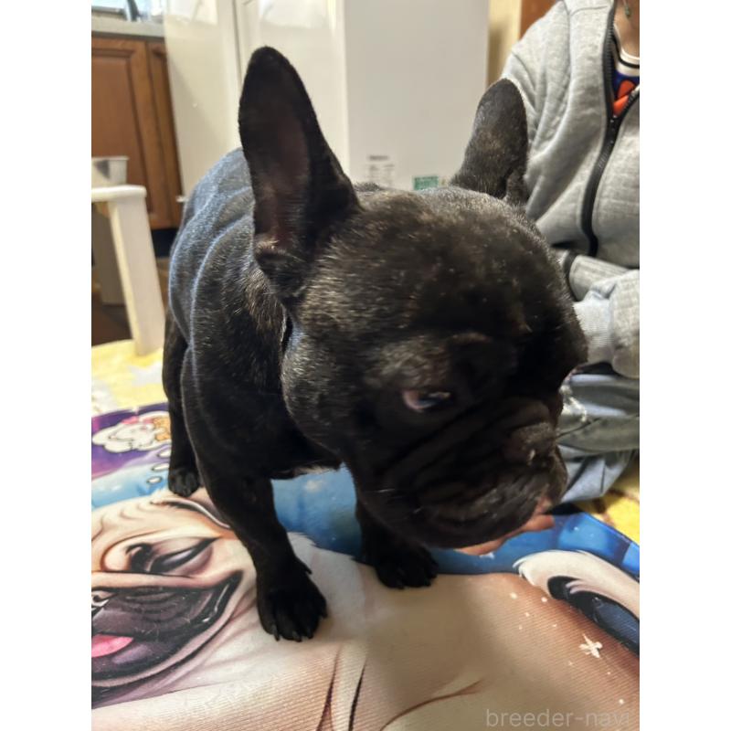 亀（他犬舎様ご愛犬）くん1枚目