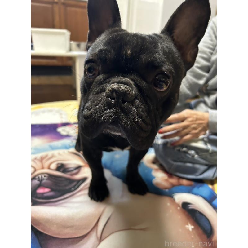 亀（他犬舎様ご愛犬）くん1枚目