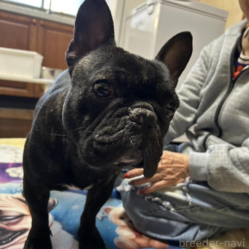 亀（他犬舎様ご愛犬）くん1枚目