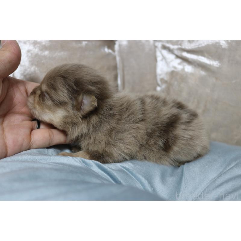 販売中の奈良県のポメラニアン-450982の3枚目