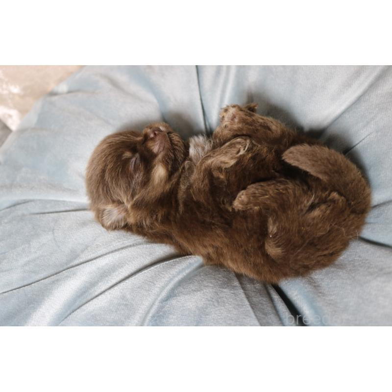 販売中の奈良県のポメラニアン-450983の4枚目