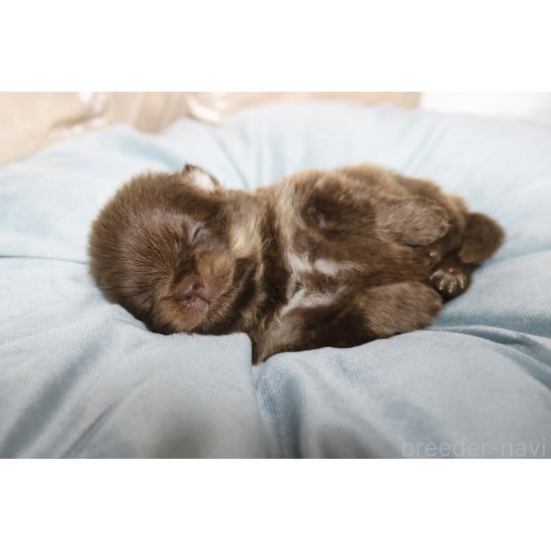 販売中の奈良県のポメラニアン-450983の3枚目