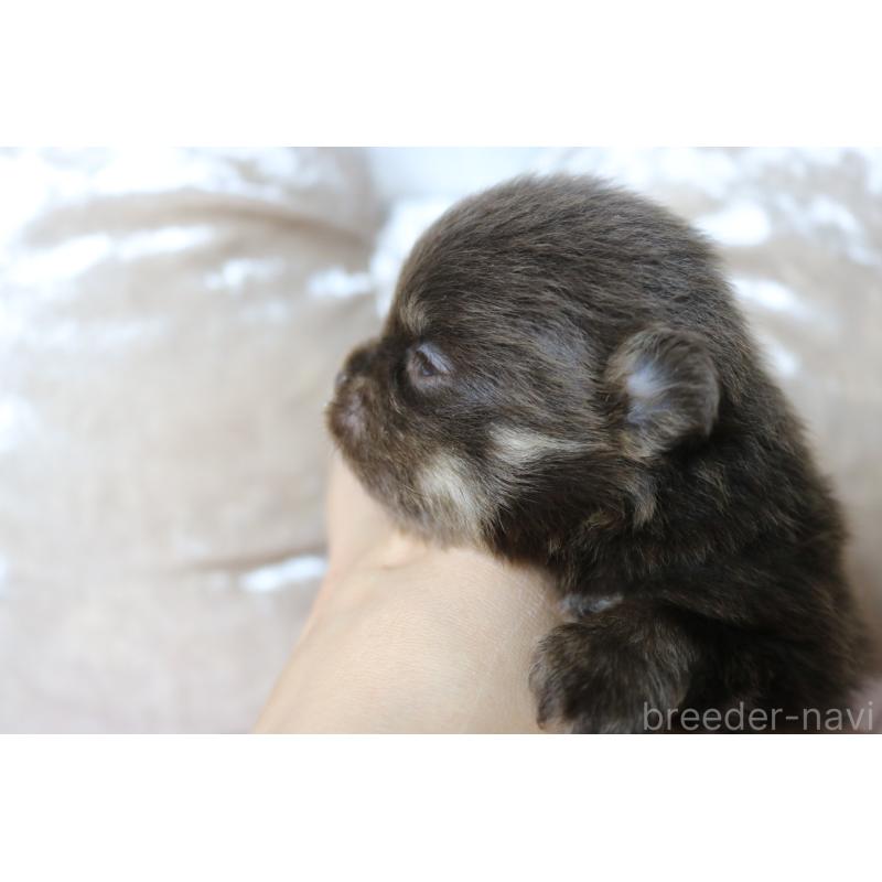 販売中の奈良県のポメラニアン-450984の3枚目