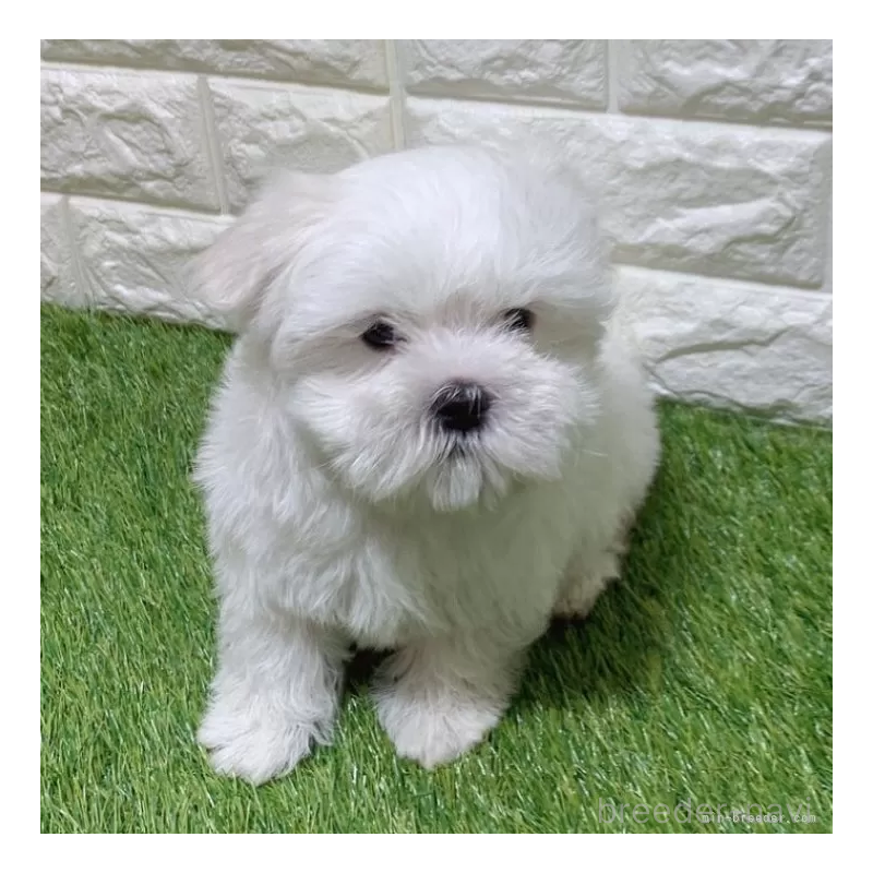 販売中の愛知県のマルチーズ-445362