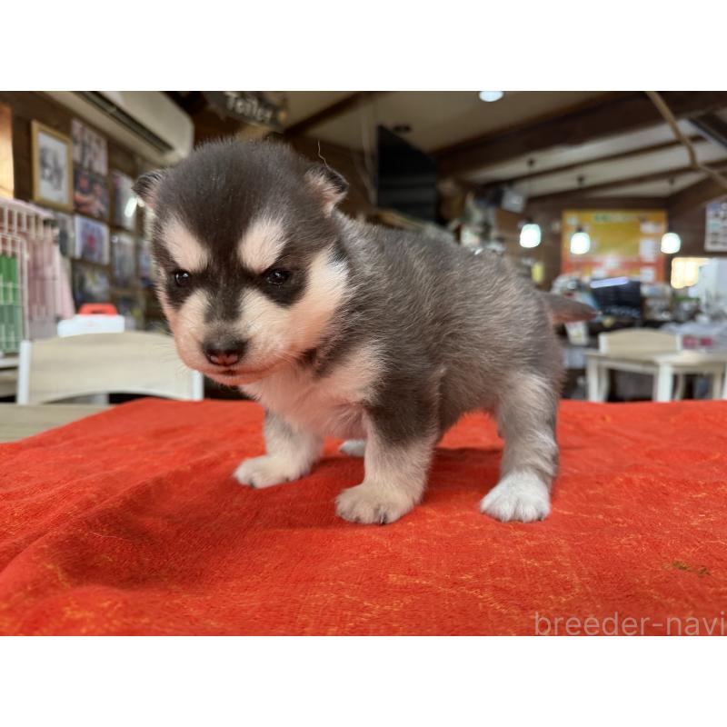 販売中の長野県のシベリアンハスキー-450990の5枚目
