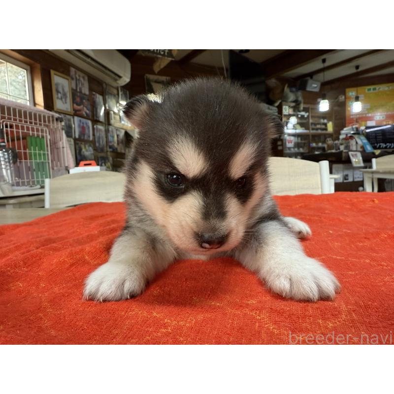 販売中の長野県のシベリアンハスキー-450990の4枚目