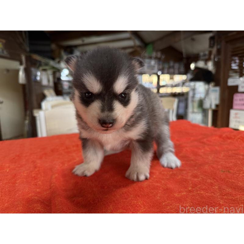 販売中の長野県のシベリアンハスキー-450990の3枚目