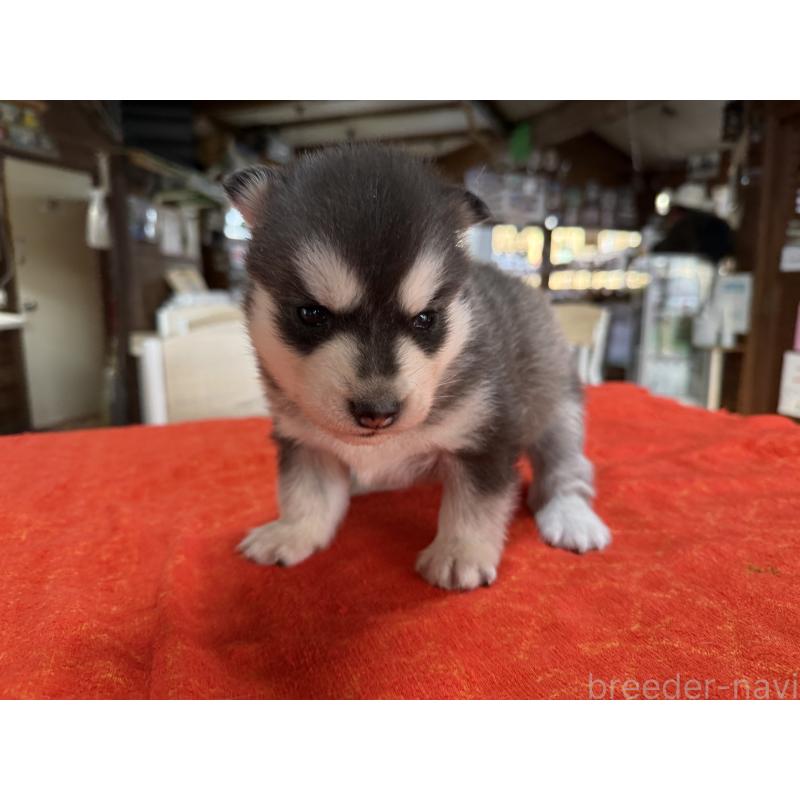 販売中の長野県のシベリアンハスキー-450990の2枚目