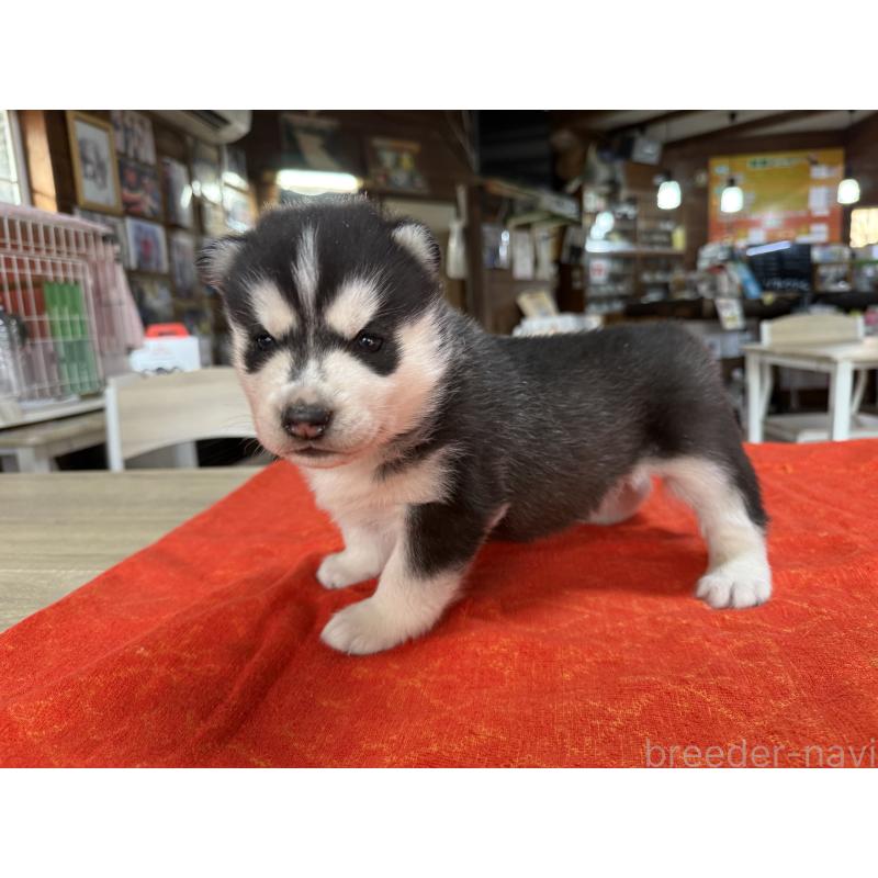 販売中の長野県のシベリアンハスキー-450991の7枚目